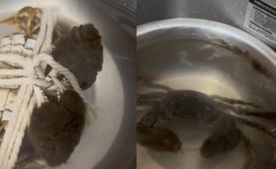 螃蟹的自我救赎！螃蟹上餐桌前成功解绳被放生：网友热议这蟹成精了