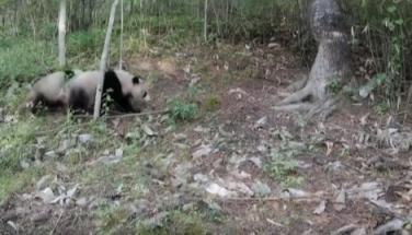 秦岭拍到野生大熊猫“遛娃”高清罕见影像